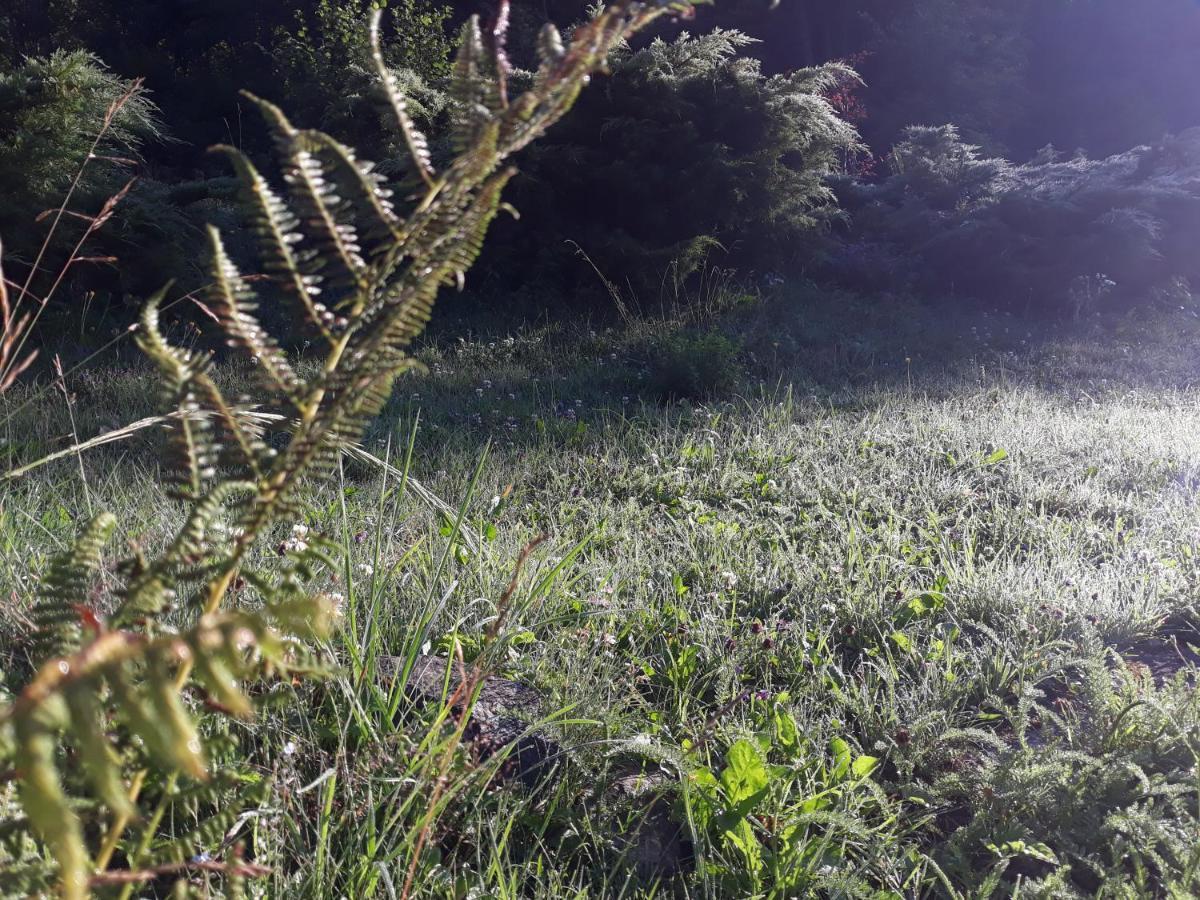 Pokoje Goscinne Thank You Life, Apartament 2 Forest For Rest ビストシツァ・クウォツカ エクステリア 写真